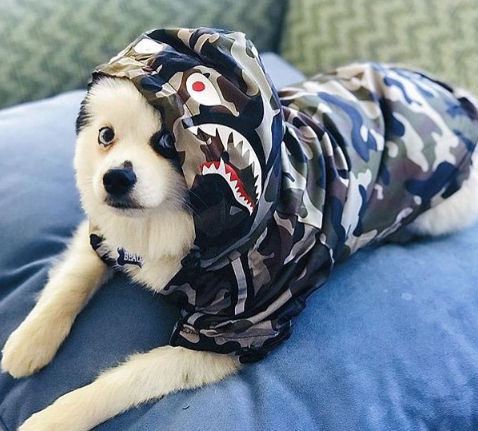 Wasserdichte Hundejacke
