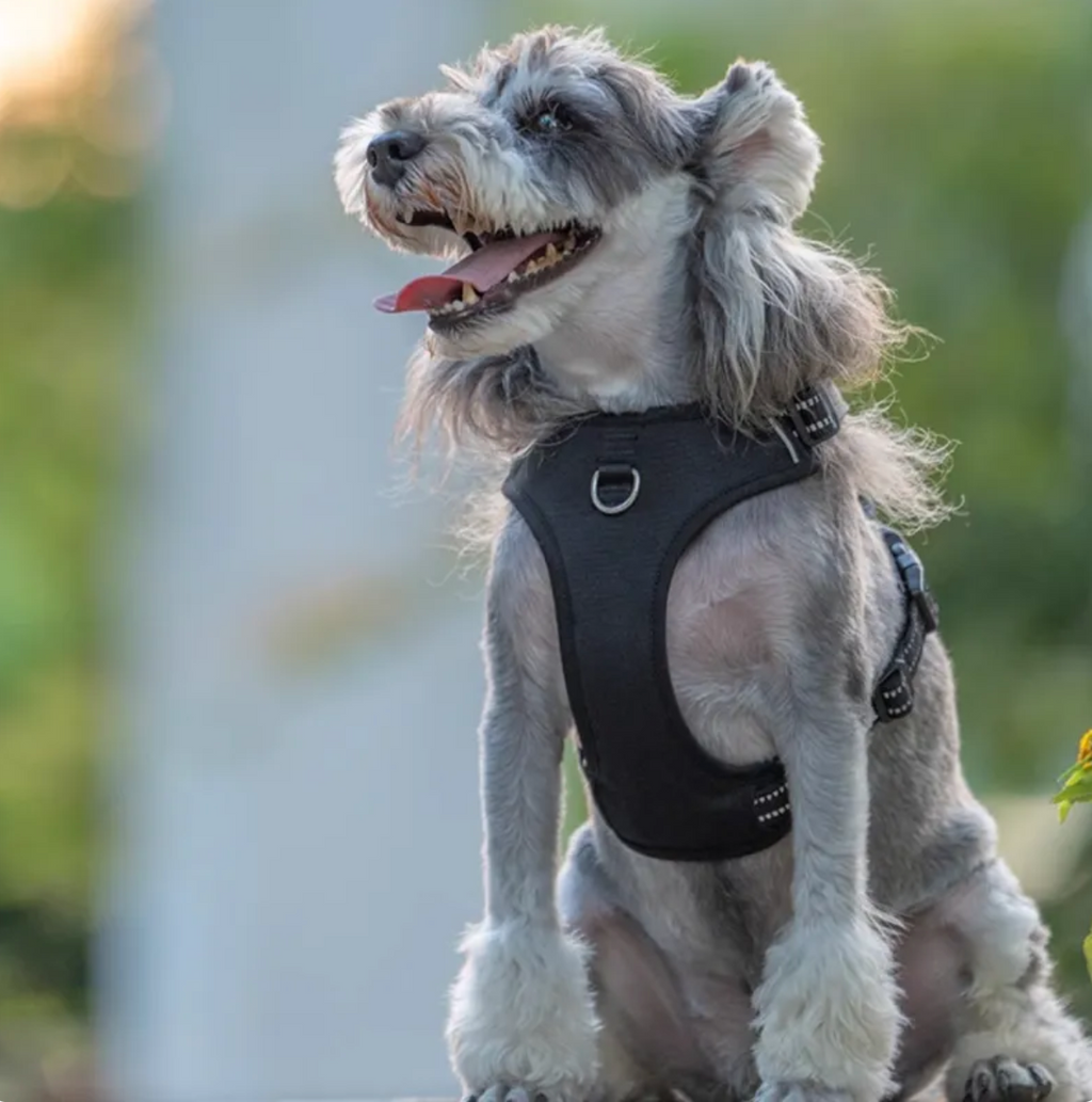No-Pull Hundegeschirr mit Leine