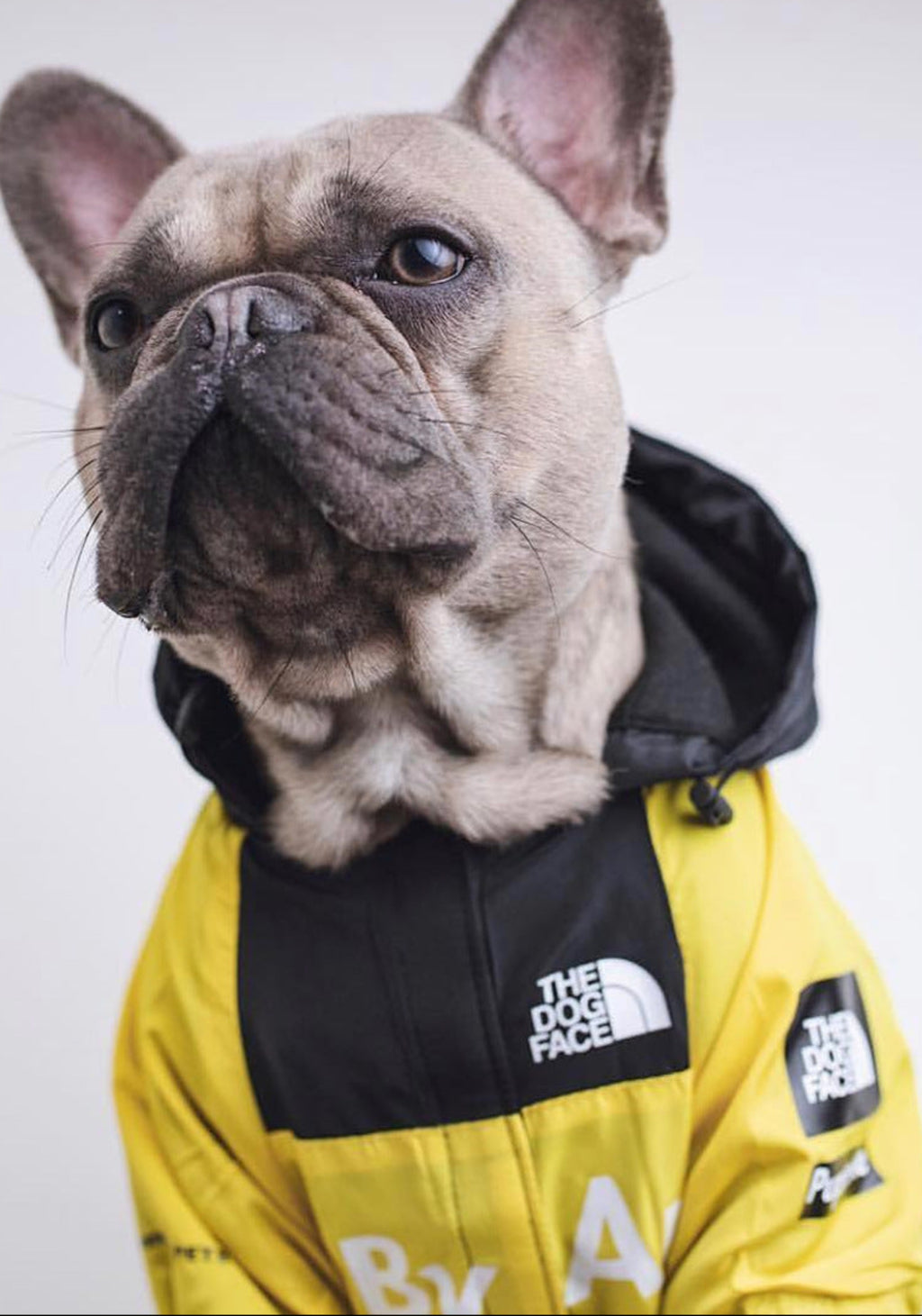 Regenjacke für Hunde