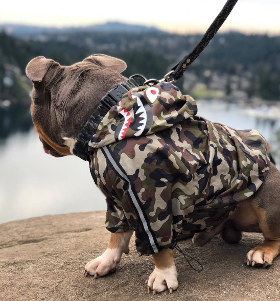 Wasserdichte Hundejacke