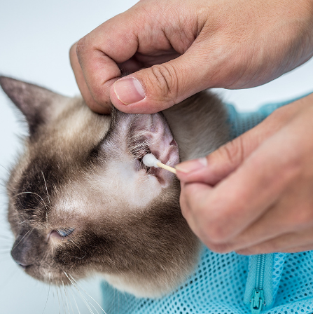 Katzen-Badebeutel für Krallenschneiden und Ohrreinigung