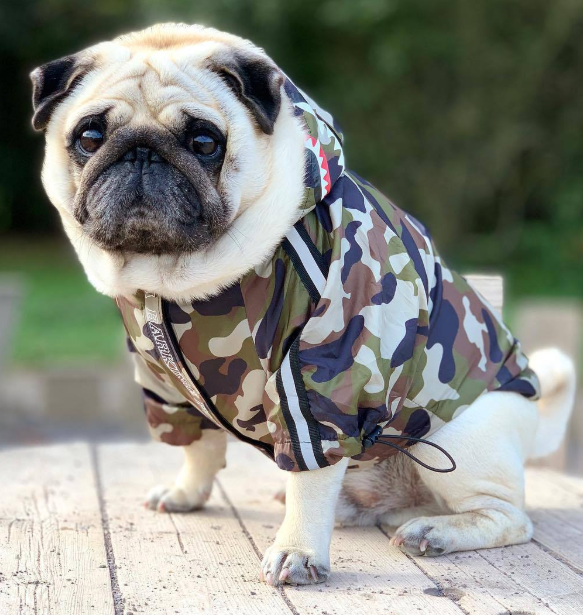 Wasserdichte Hundejacke