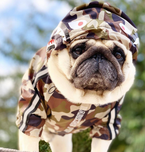 Wasserdichte Hundejacke