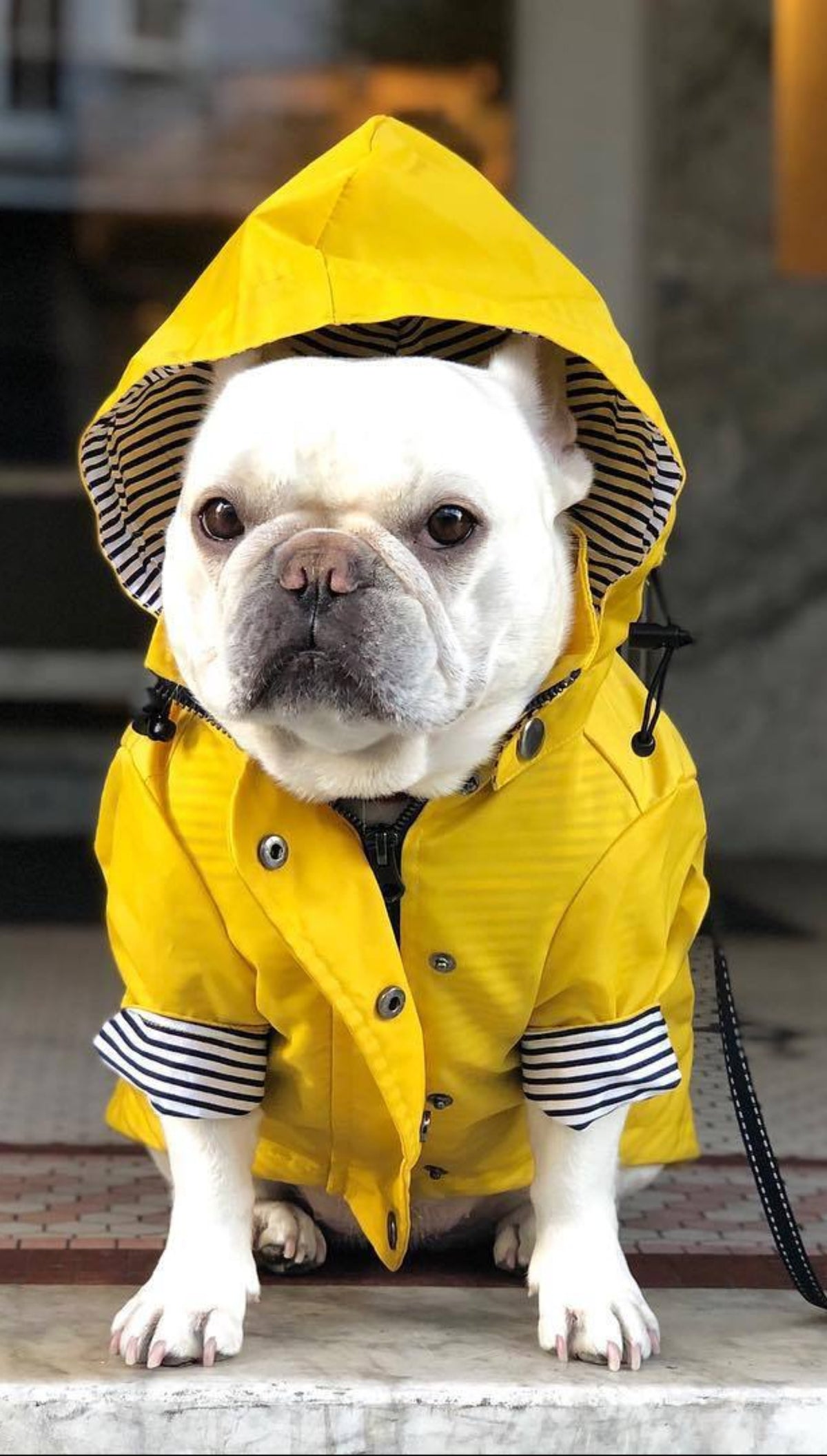 Retro Gepolsterte Hunderegenjacke