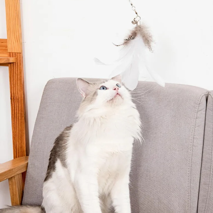 Katze starke Saugnapfstange