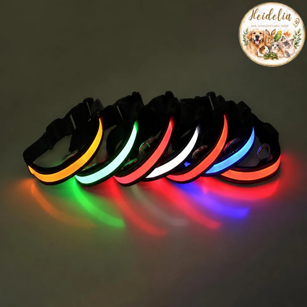 LED Hundeleine mit fluoreszierendem Hundehalsband