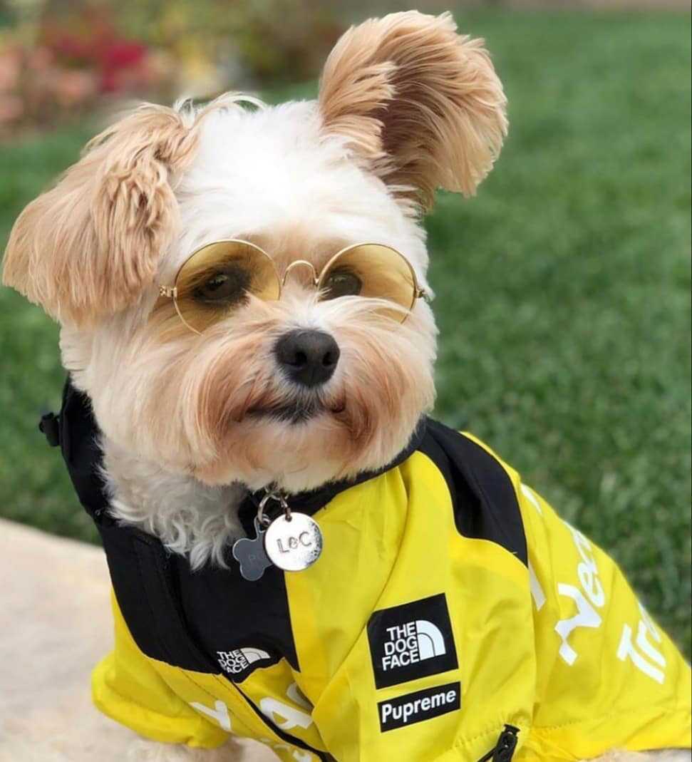 Regenjacke für Hunde