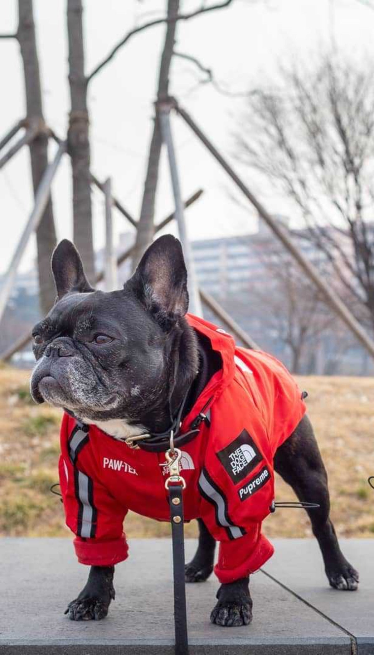 Wasserdichte Hundejacke