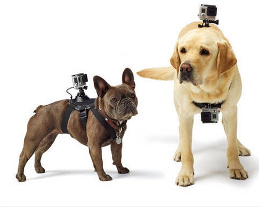 Hundegeschirr mit GoPro-Halterung