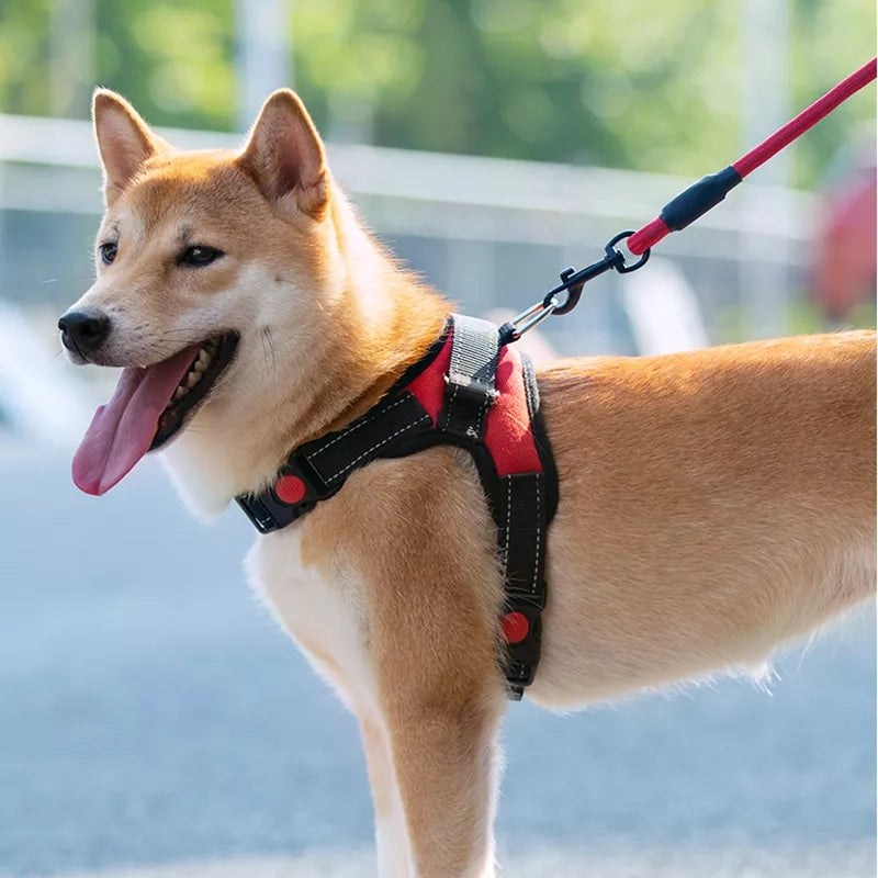 Einstellbares Hundegeschirr und reflektierendes Leinenset