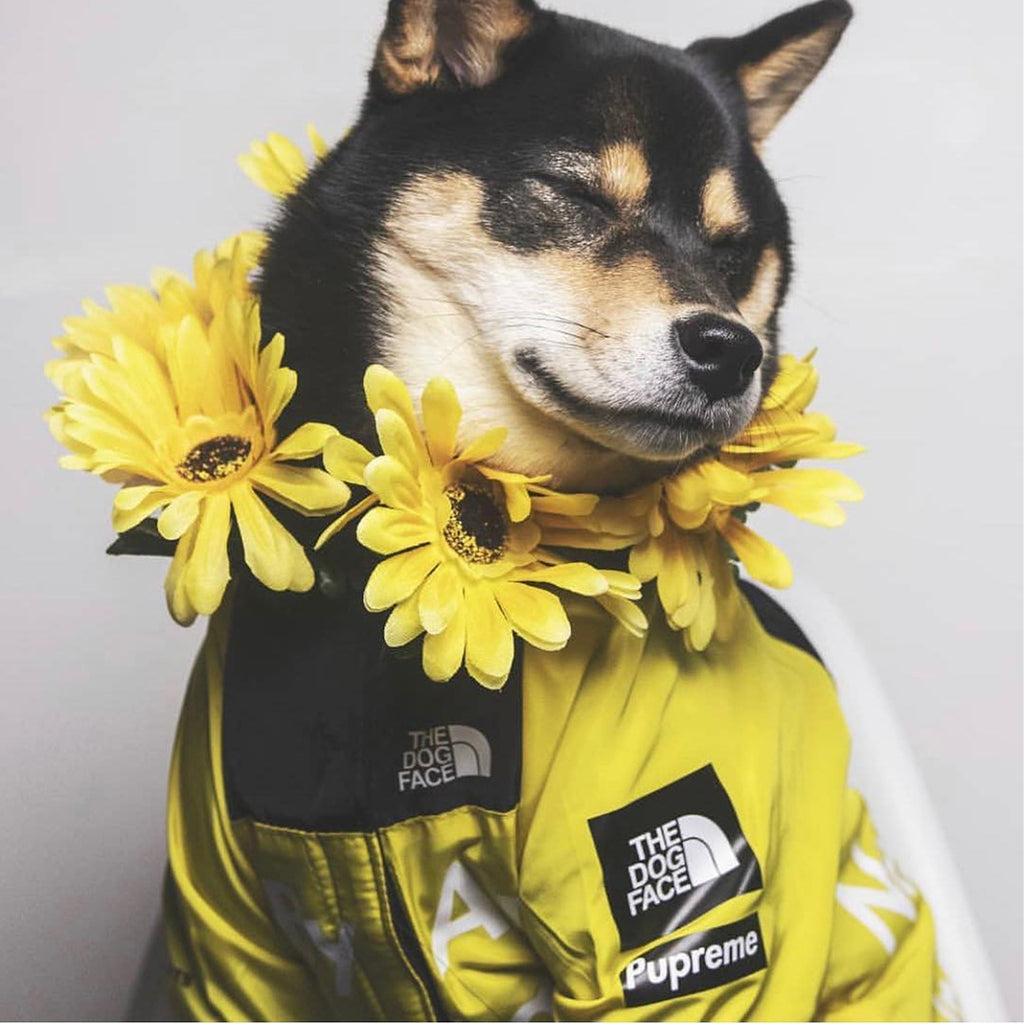 Regenjacke für Hunde