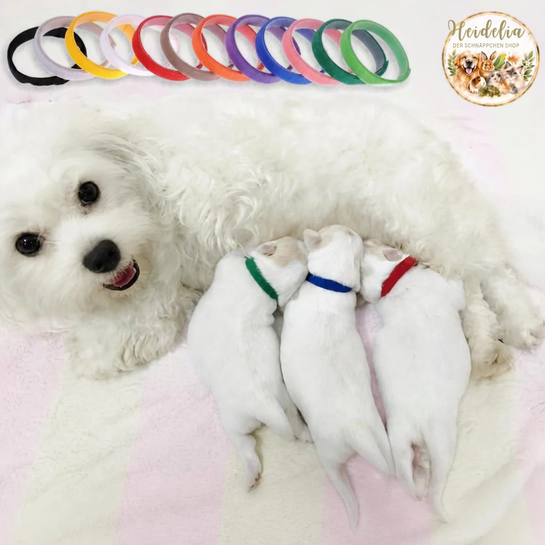 Neugeborenen Hund Identifikationshalsband