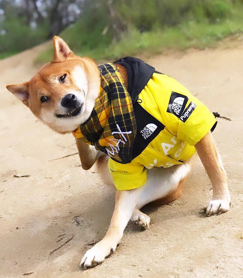 Regenjacke für Hunde