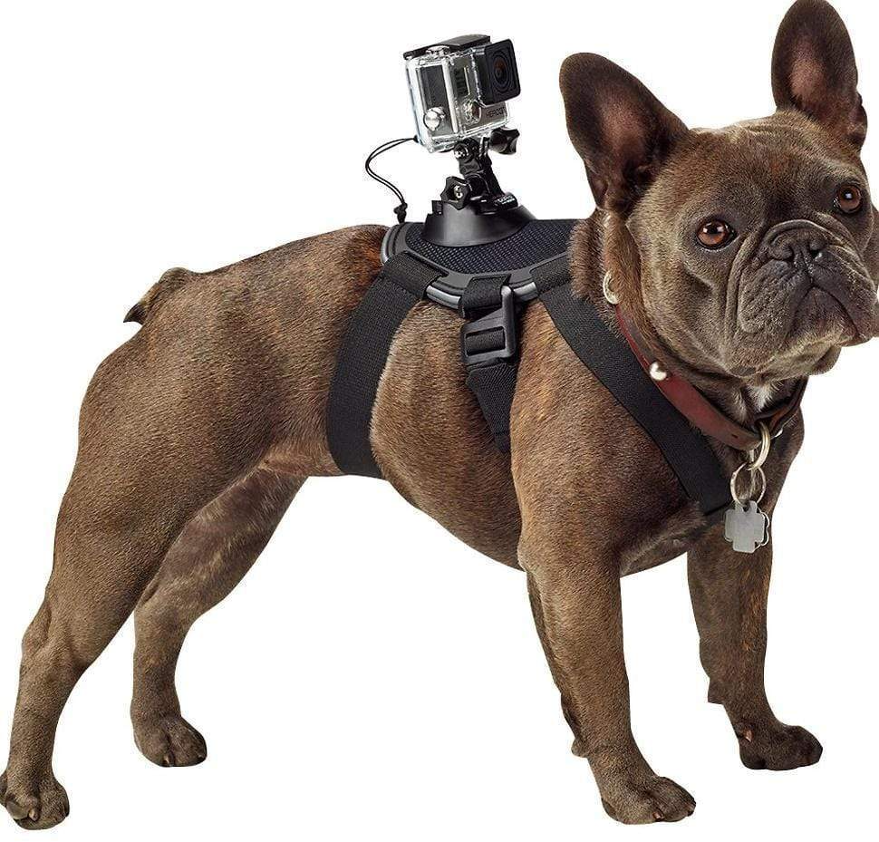 Hundegeschirr mit GoPro-Halterung