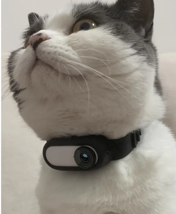 Paw Cam Kabelloses Haustierhalsband