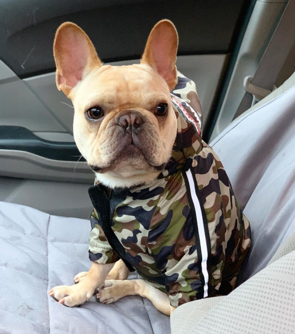 Wasserdichte Hundejacke