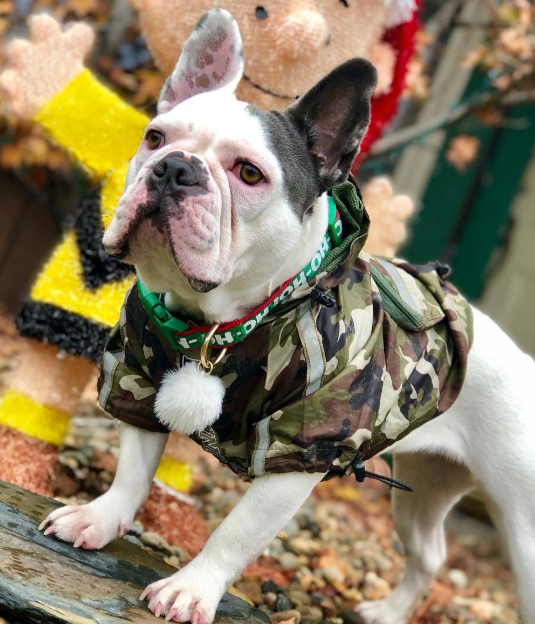 Wasserdichte Hundejacke