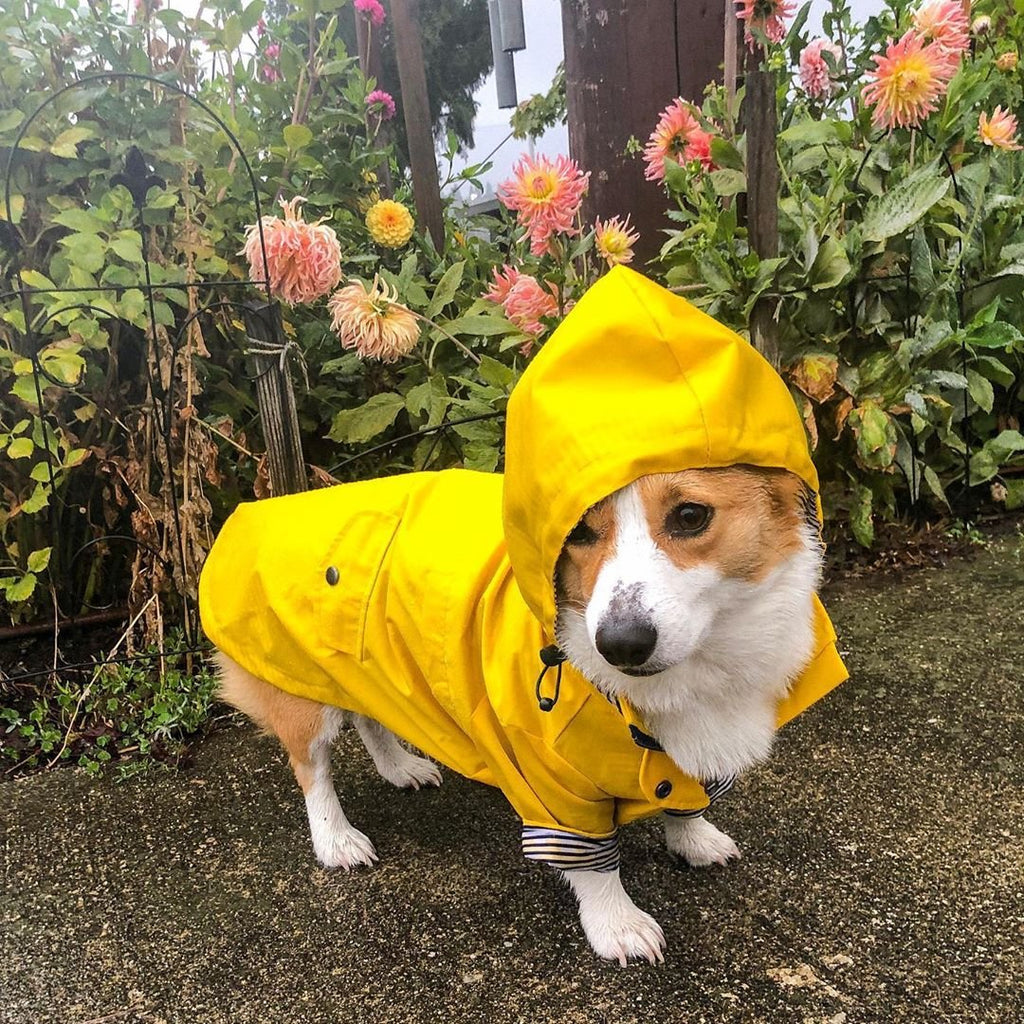 Retro Gepolsterte Hunderegenjacke