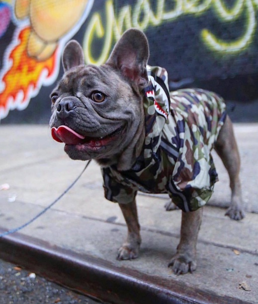 Wasserdichte Hundejacke