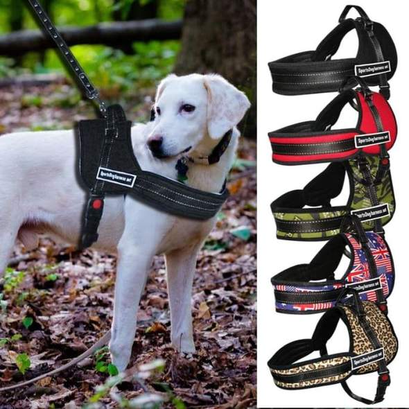 Sport-Hundegeschirr mit Brustgurt und Leine