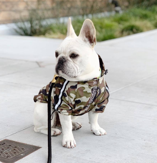 Wasserdichte Hundejacke