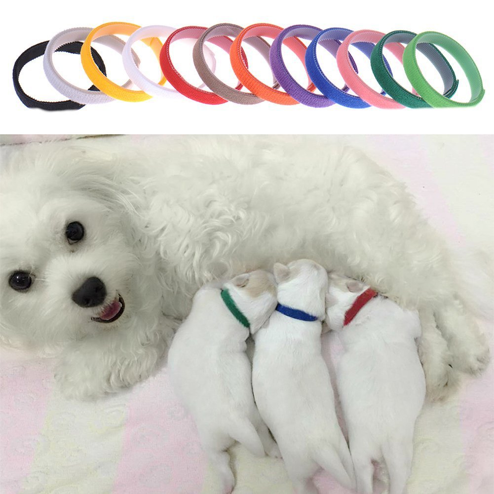 Neugeborenen Hund Identifikationshalsband