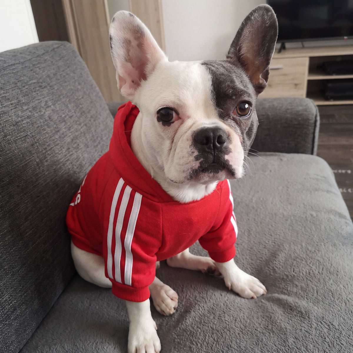 Hunde Fleece Kapuzenpullover