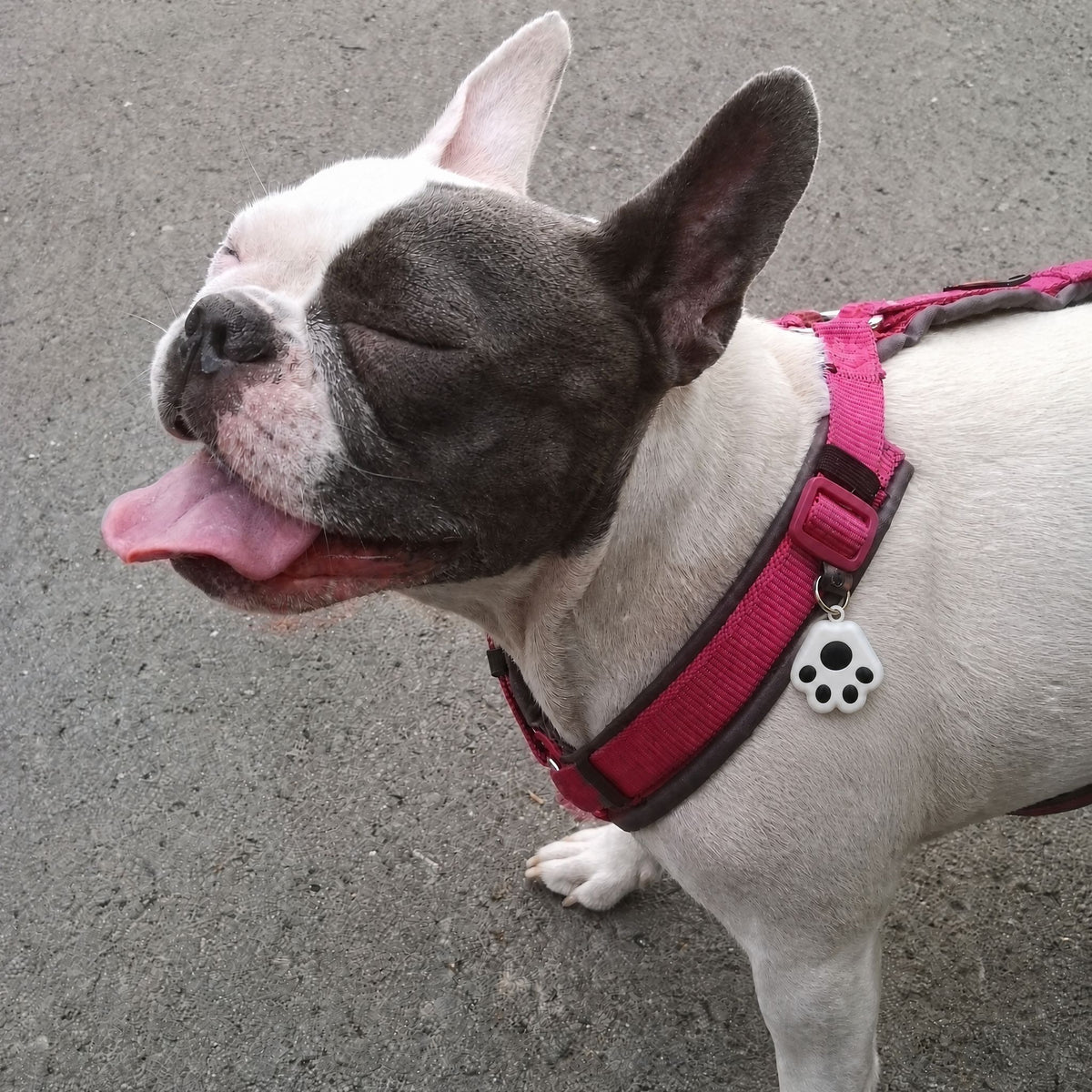 PawGuard Tracker